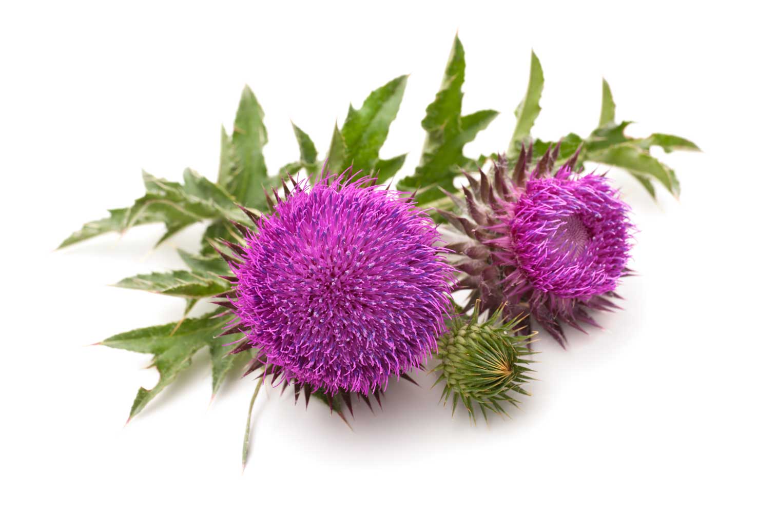 Silybin (Milk Thistle)