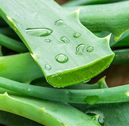 Aloe vera