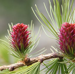 Larch Arabinogalactan