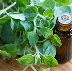 Oregano Extract