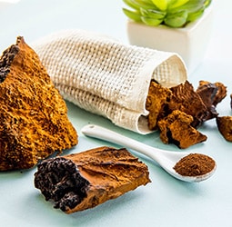 Chaga Mushrooms