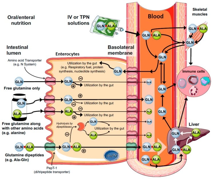 Leaky Gut