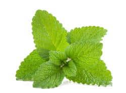 Lemon Balm