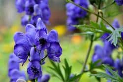 Organic Skullcap