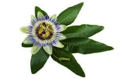 Passion Flower