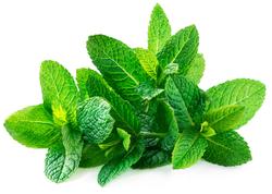 Organic Peppermint