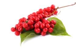 Organic Schisandra Berry